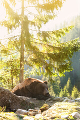 Adorable brown bear in forest on sunny day. Wild animal
