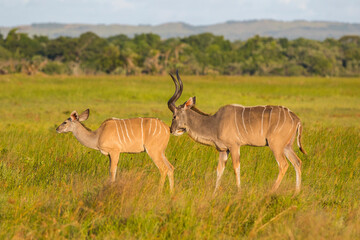 Kudus is two species of antelope of the genus Tragelaphus: Small kudu, Tragelaphus imberbis from East Africa The Great kudu, Tragelaphus strepsiceros in East and South Africa