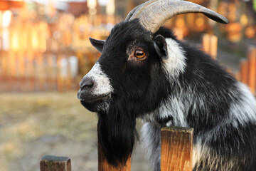Cute goat inside of paddock in zoo