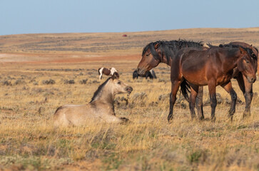 Wild Horses in Autumn in the Wyoming Desert