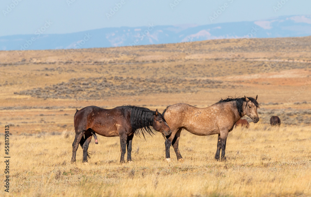 Wall mural Wild Horses in Autumn in the Wyoming Desert - Wall murals