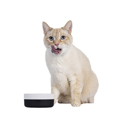 Gentle orange house cat, sitting beside food bowl. Looking to camera with mesmerizing blue eyes. Isolated cutout on a transparent background. Tongue out, licking mouth - obrazy, fototapety, plakaty