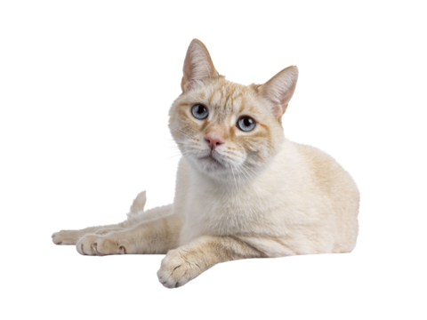 Gentle orange house cat, laying down on edge. Looking towards camera with mesmerizing blue eyes. Isolated cutout on a transparent background.