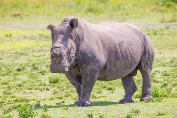 Obraz premium Rhinos occasionally travel in large groups in African wildlife