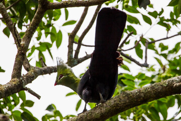 Knysna Turaco (Tauraco corythaix) is a species found in high trees around the Isimangaliso Park in South Africa and along the Indian Ocean coastline.