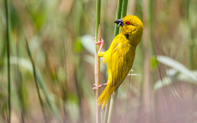Eastern golden weaver (Ploceus subaureus) Eastern golden weaver is a species of bird in the family Ploceidae. It is found in east and southeast Africa.