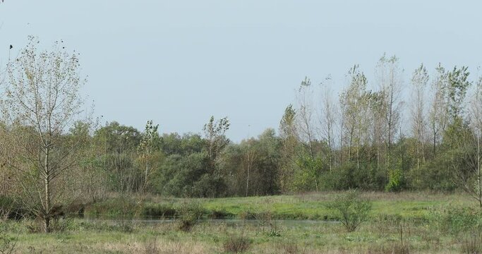 Le cours du Petit Rhin au milieu de l'&iuml;le sur le Rhin et les prairies humides le long de la Petite Camargue Alsacienne