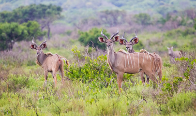 Naklejka na ściany i meble Kudus is two species of antelope of the genus Tragelaphus: Small kudu, Tragelaphus imberbis from East Africa The Great kudu, Tragelaphus strepsiceros in East and South Africa