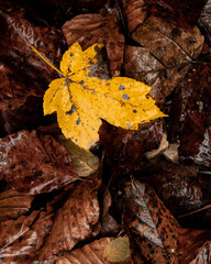 autumn leaves on the ground
