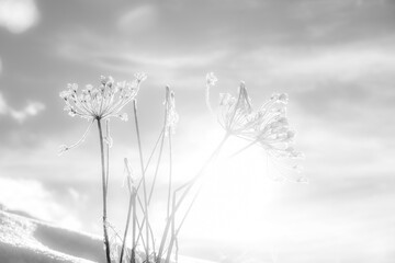 flowers in the winter snow