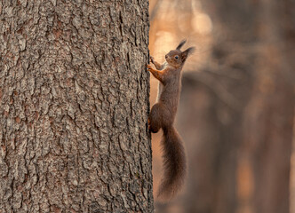 Obraz premium squirrel on a tree