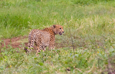 Cheetah (Acinonyx jubatus) is an interesting member of the feline family and is known for its fast running. Today, most of the species lives in South and East Africa. They are lives in Africa's Parks