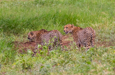 These cheetahs (Acinonyx jubatus) in South Africa's Sungulwane park are looking for prey