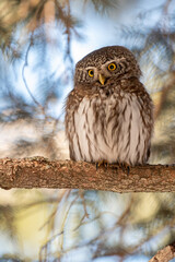 Pygmy owl in the forest