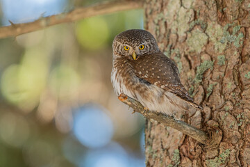 pygmy owl in the forest