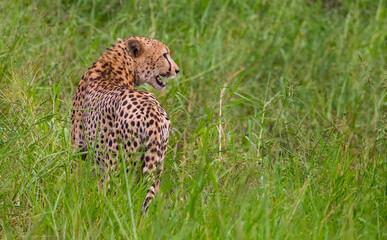 Cheetah (Acinonyx jubatus) is an interesting member of the feline family and is known for its fast running. Today, most of the species lives in South and East Africa. They are lives in Africa's Parks