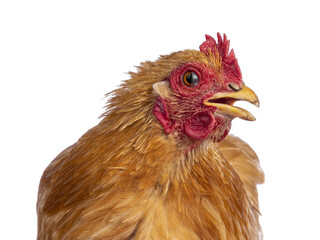 Head shot of blinking Buff Cochine chicken sitting facing front. Beak open a bit. Isolated cutout on a trabsparent background. Head turned to the side. Showing eye lid half over eye.