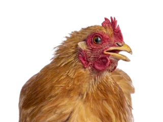 Fotobehang Head shot of blinking Buff Cochine chicken sitting facing front. Beak open a bit. Isolated cutout on a trabsparent background. Head turned to the side. Showing eye lid half over eye. © Nynke