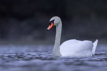 swan on the water