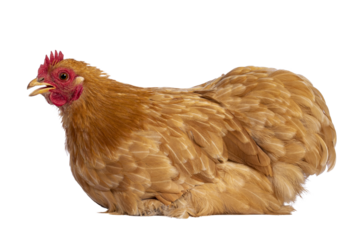Young Buff Cochine chicken sitting side ways. Looking side ways. Beak open a bit, talking. Isolated cutout on a trabsparent background.