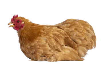 Rolgordijnen Young Buff Cochine chicken sitting side ways. Looking side ways. Beak open a bit, talking. Isolated cutout on a trabsparent background. © Nynke