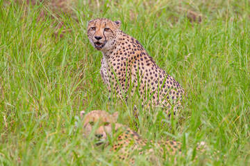 These cheetahs (Acinonyx jubatus) in South Africa's Sungulwane park are looking for prey