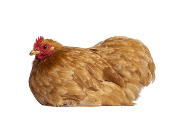 Young Buff Cochine chicken sitting side ways. Looking side ways. Isolated cutout on a trabsparent...