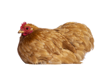 Young Buff Cochine chicken sitting side ways. Looking side ways. Isolated cutout on a trabsparent background.