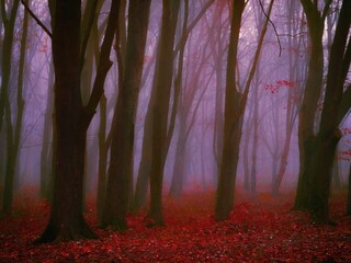 Gloomy autumn forest in the morning fog. Dark forest in late autumn. Mystic paranormal woods.