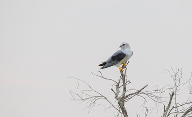 The black-shouldered kite (Elanus axillaris), also known as the Australian black-shouldered kite, is a small raptor found in open habitat throughout Australia.