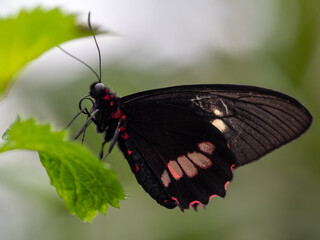Fototapeta premium butterfly on a flower