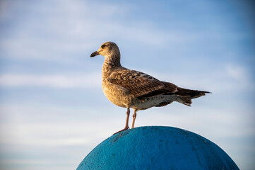 A seagull with brown and white plumage stands perched atop a smooth, blue, dome-shaped object against a blurred light blue and white sky.
