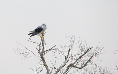 The black-shouldered kite (Elanus axillaris), also known as the Australian black-shouldered kite, is a small raptor found in open habitat throughout Australia.