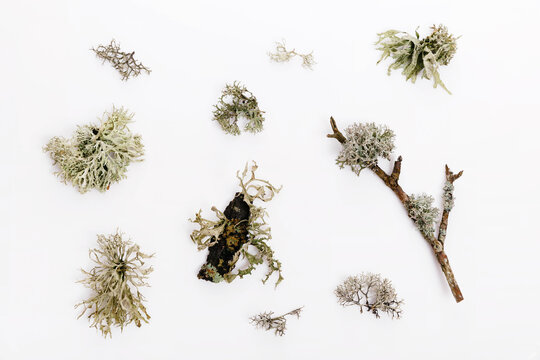 Set of fishnet lichen, Cladonia boryi, lichen on white background