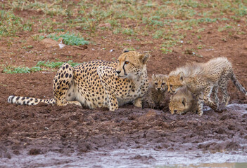A large number of Cheetahs are found in the Sungulwane private game reserve, near the city of Durban in South Africa. This cheetah is also busy raising its 3 cubs.