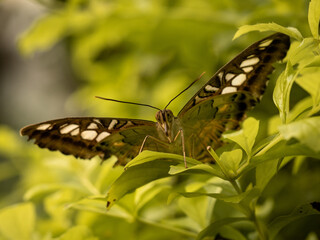 Portrait of a colorful butterfly