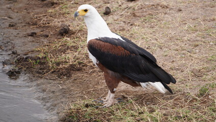 A close up of an African fish eagle.