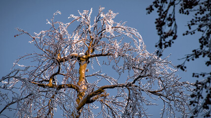 Shining tree