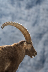 Alpine ibex overlooking his kingdom