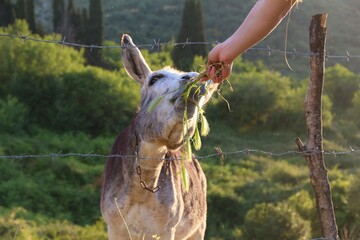 Feeding a donkey in Greece