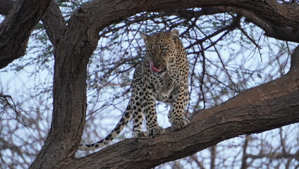 A leopard up on a tree with his tongue out.