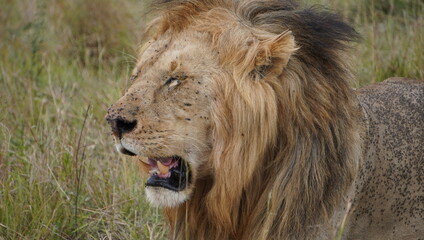 A lion with a lot of flies on his body and face.