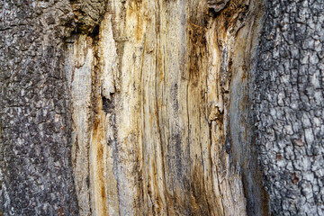 Texture of a very old tree trunk with wood wrinkled by the passage of time.