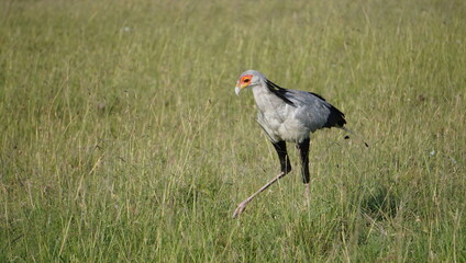 A secretary bird searching for food in the grass