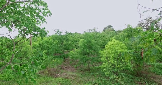 Large sandalwood Tree Plantation with young trees during summer