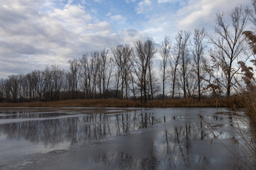 Winter landscape of a frozen pond. A poplar tree grows on the bank. Beautiful blue sky with clouds.