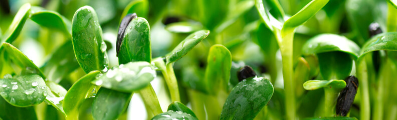 Microgreen foliage background. Close-up of sunflower microgreens. Germination of seeds at home....