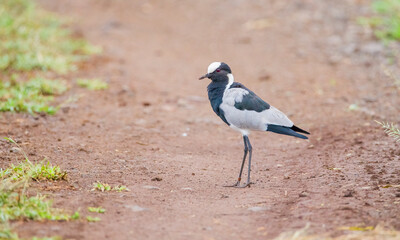 Blacksmith lapwing (Vanellus armatus) is a bird that spreads from Kenya and Tanzania to south and southwest Africa.