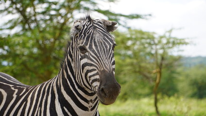Fototapeta na wymiar A zebra with a disease eating up his ears.