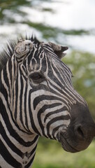 Fototapeta na wymiar A zebra with torn ears